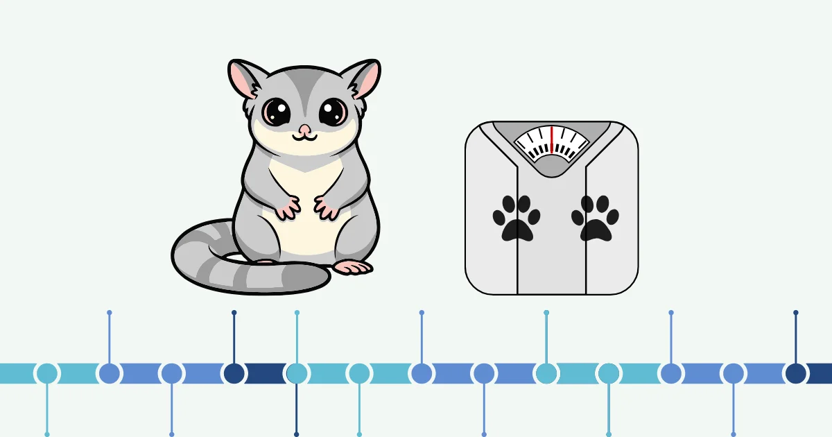 An illustrated sugar glider beside a bathroom scale above a timeline, representing weekly weigh-ins over time
